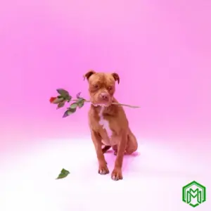 Zee Nxumalo – Ngisakuthanda ft. TBO, DJ Tearz, Dr Thulz, PYY Log Drum King